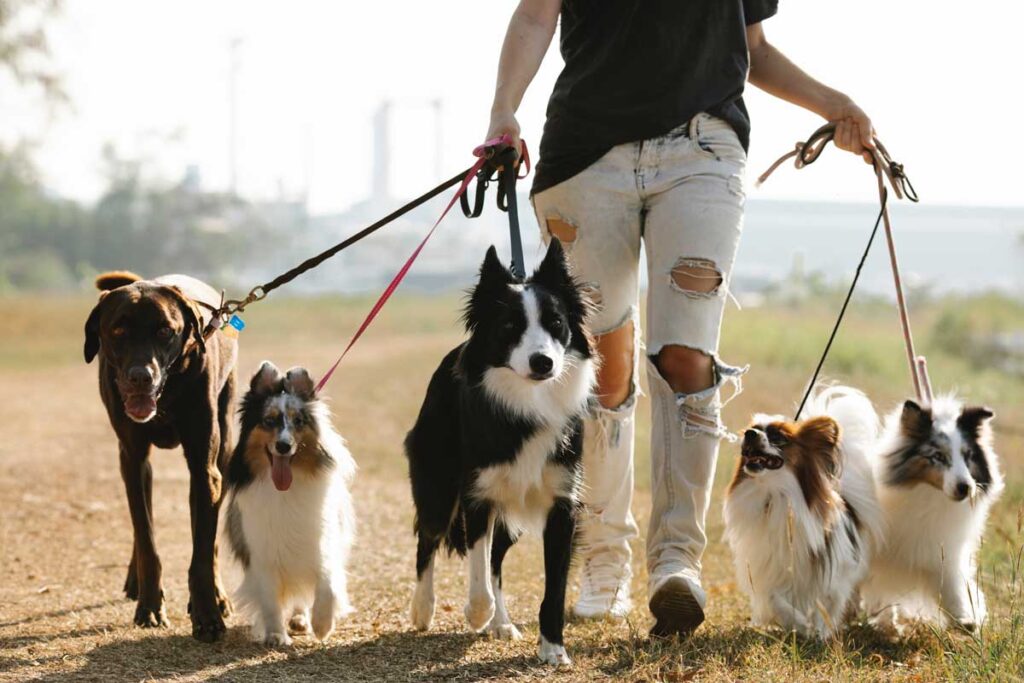 Adjusting Dog Walking Frequency Based on Lifestyle Factors 