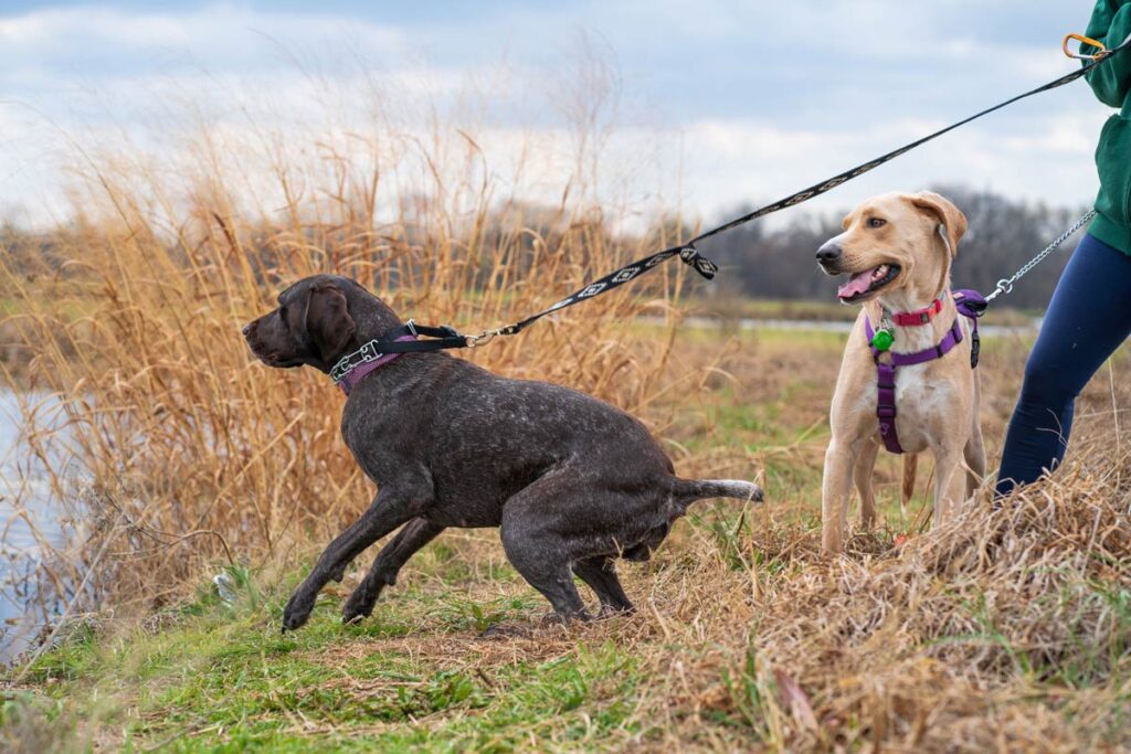 Tips for Making Dog Walks Fun and Engaging 