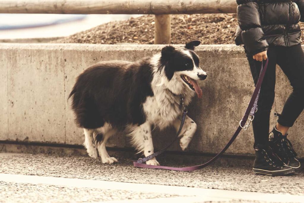 General Guidelines for Dog Walking Frequency 