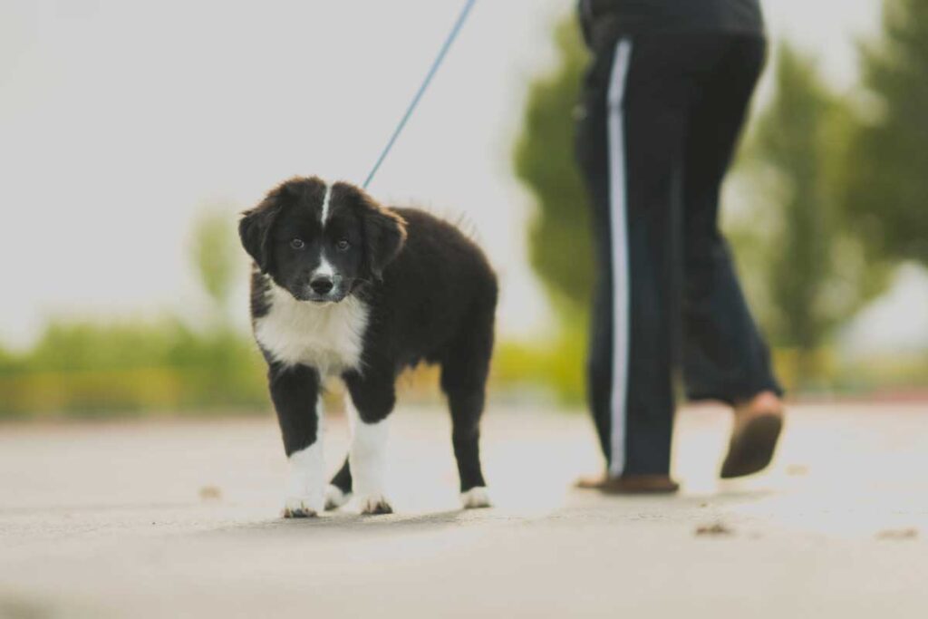 Signs That Your Dog Needs More or Less Walking 