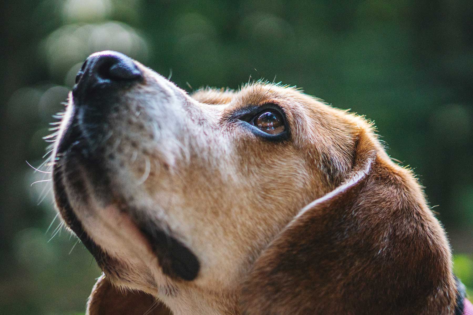 Understanding and Addressing Dog Sadness