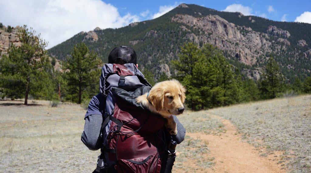 Enjoy Your Trip with Your Furry Companion