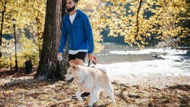 How Often Should You Walk Your Dog?