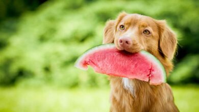 Can Dogs Eat Fruit? Which Ones Are Safe?