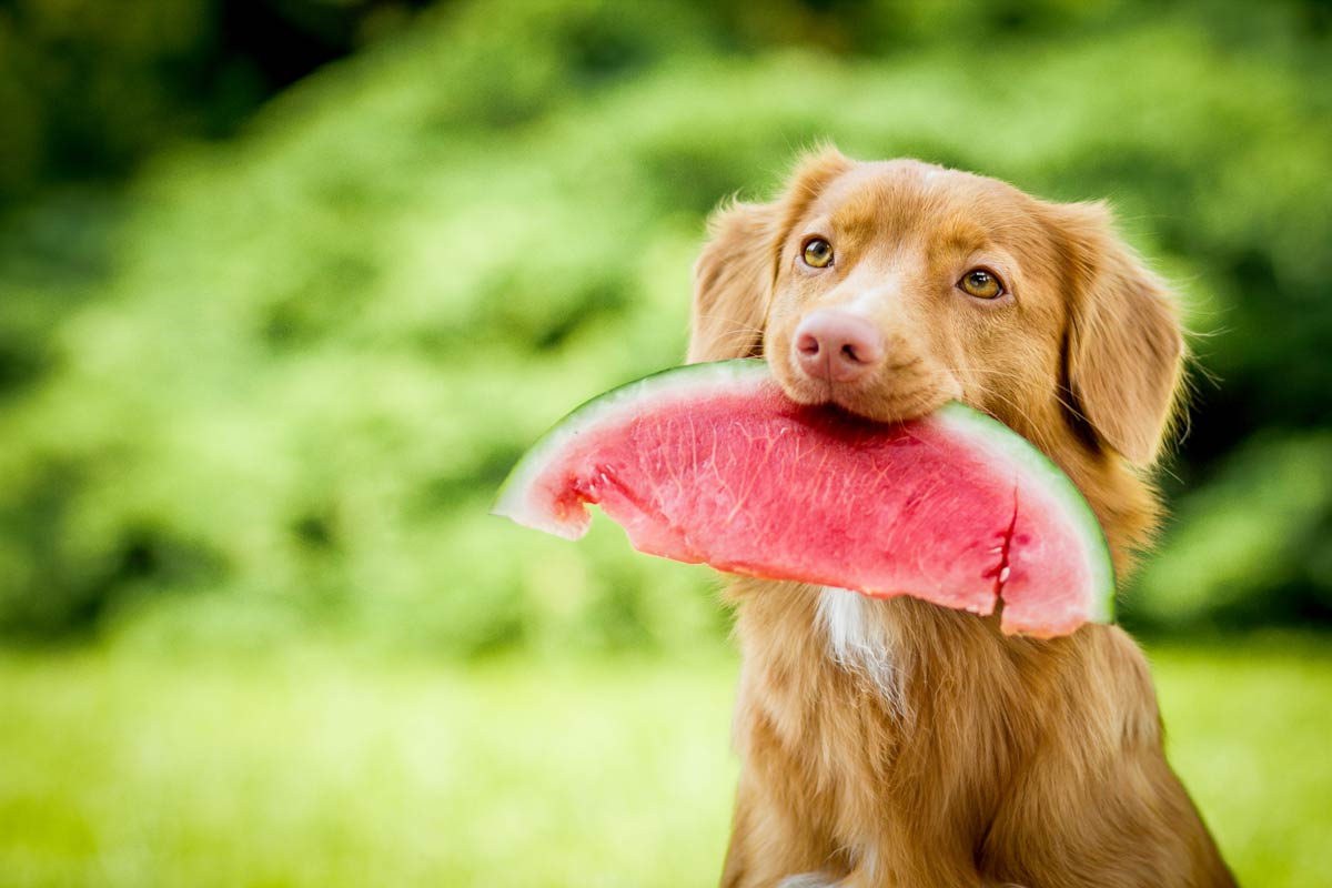 Can Dogs Eat Fruit? Which Ones Are Safe?