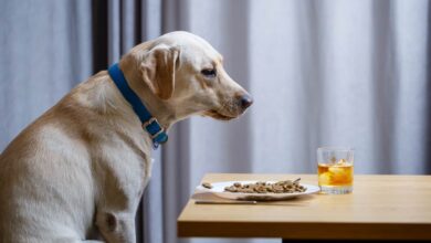 Why Your Dog Is Not Eating?