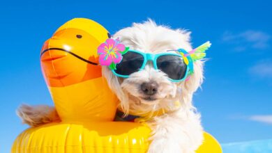 How To Keep Your Dog Safe And Have Fun During The Dog Days Of Summer!