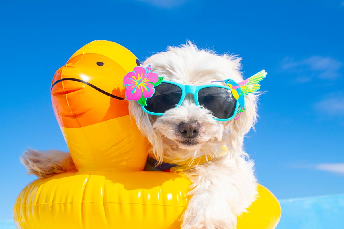 How To Keep Your Dog Safe And Have Fun During The Dog Days Of Summer!