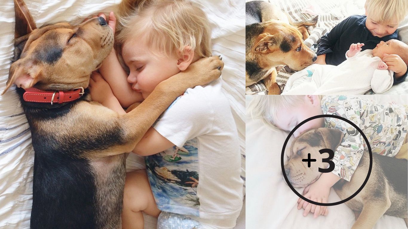 The unconditional love that the boy has for his dog makes everyone admire