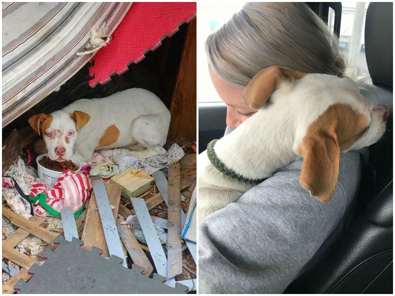 After realizing he was saved, the dog gave the woman the warmest hug to thank