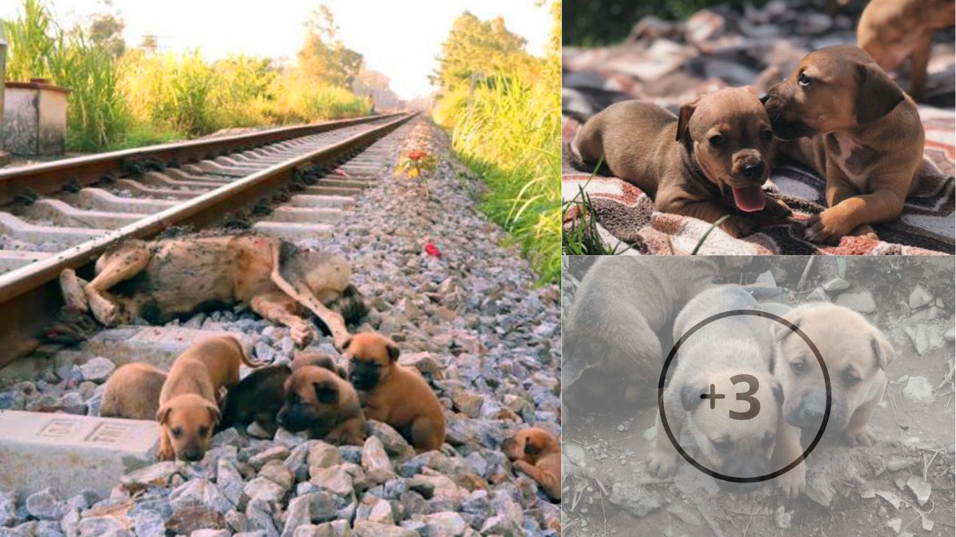 Heartbreaking Image: Devoted Puppies Refuse to Leave Their Deceased Mother on Abandoned Railway
