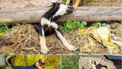 The sacred maternal love of a furry friend: the dog constantly barks and does everything to save the mother dog when it is trapped under a heavy wooden bar