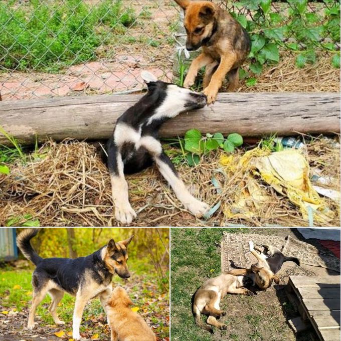 The sacred maternal love of a furry friend: the dog constantly barks and does everything to save the mother dog when it is trapped under a heavy wooden bar