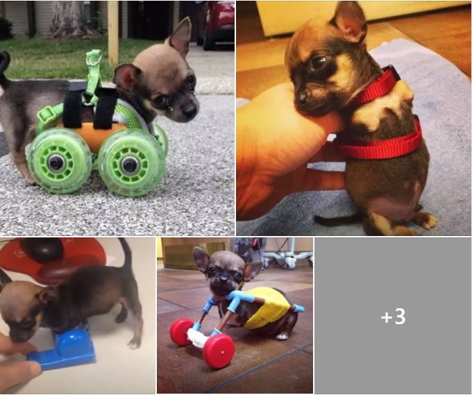 The poor little dog is unlucky enough to lose his front legs at birth but has an extraordinary will to live with a wheelchair