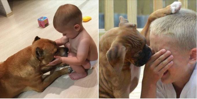 The act of a dog putting his paw on the boy’s head to comfort him when he cries makes millions of hearts melt 