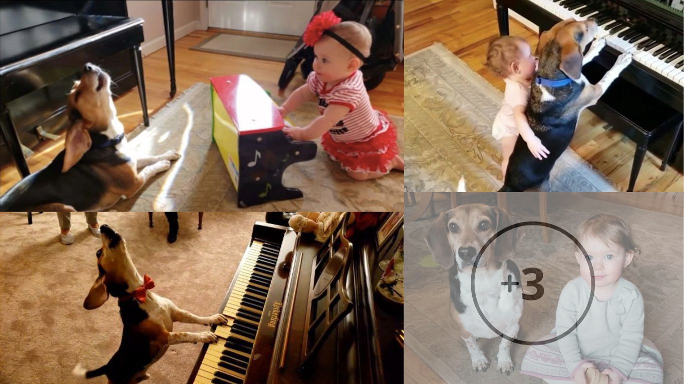 A blind dog who loves to play the piano and sing with his sister when his parents are away has become a social media star