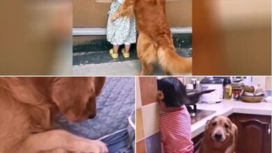 A touching video depicting a dog tenderly caressing a toddler with affection and care surprises parents