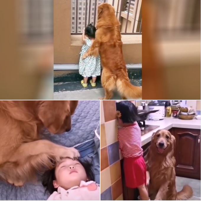 A touching video depicting a dog tenderly caressing a toddler with affection and care surprises parents