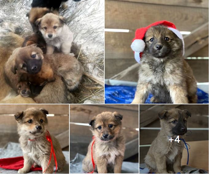 Mother Dog Starved To Death In Freezing Cold Trying To Save Her 7 Puppies