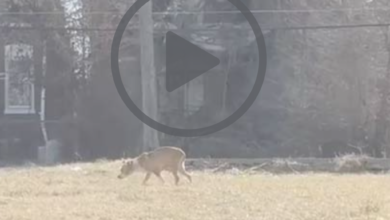 Dog Curled Up on Blanket In Abandoned Building Is So Grateful Someone Found Her