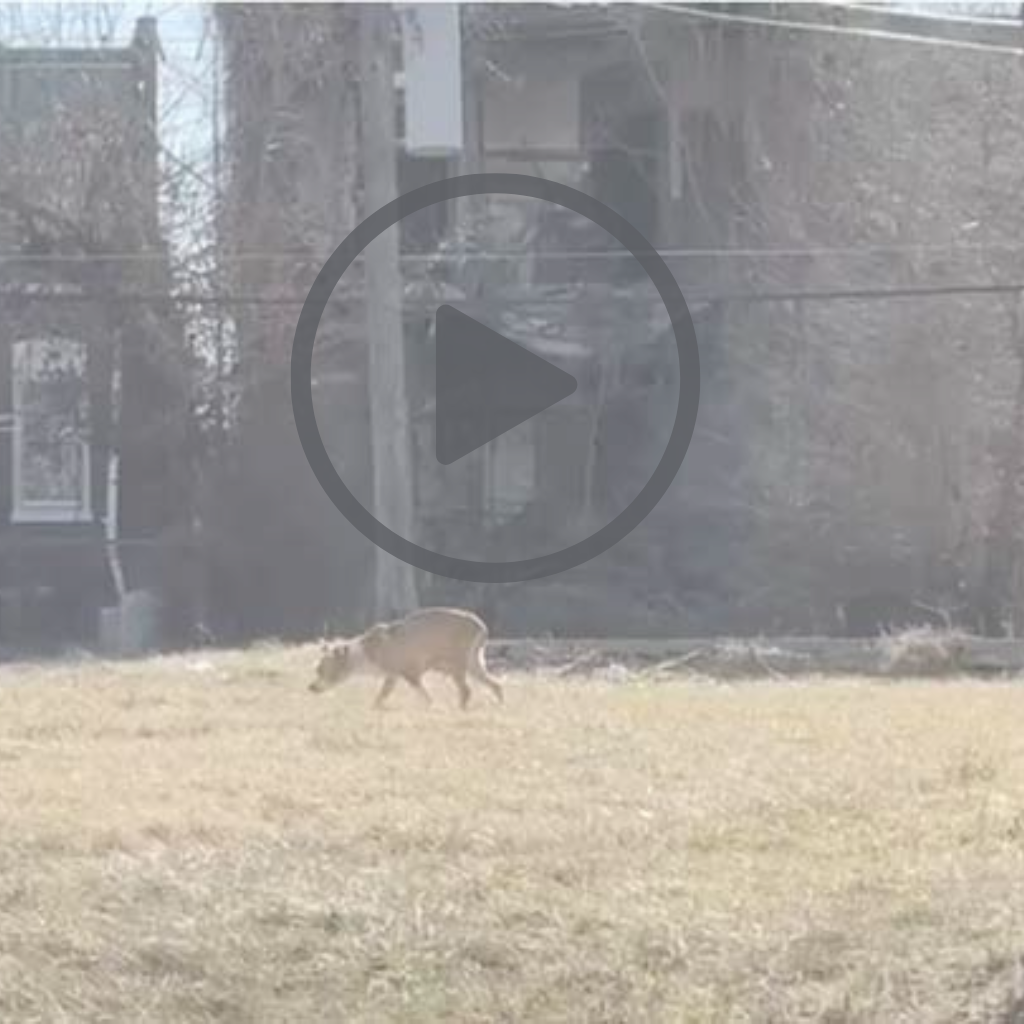 Dog Curled Up on Blanket In Abandoned Building Is So Grateful Someone Found Her