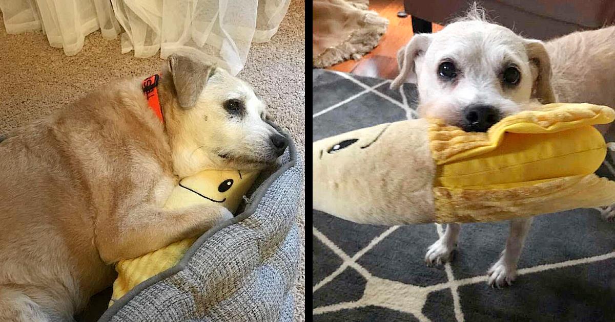 Heartwarming Friendship: 20-Year-Old Dog Finds Comfort and Love in Hugging a Stuffed Banana