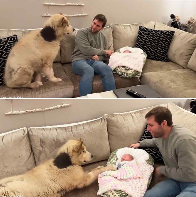 Adorable moment: when the giant guard dog caressed when he met his newborn brother, it warmed everyone’s heart