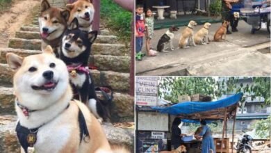 Heartwarming Scene: Dogs Line Up Patiently for Their Meals at a Compassionate Shelter, Stirring Emotions