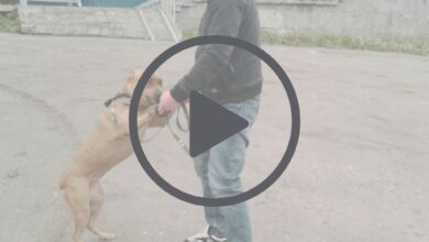 Touching moment captured by street camera: dog hugs happily to see owner again due to an arranged meeting