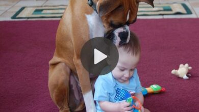 Heartwarming Guardian: Dog’s Devotion Touches Millions as It Cares for Child When Parents Are Away