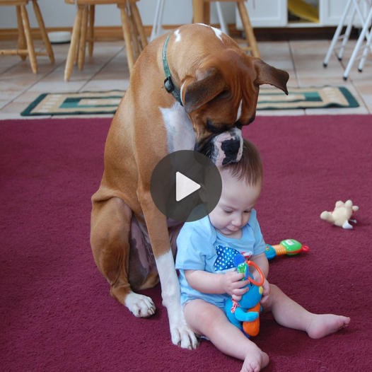 Heartwarming Guardian: Dog’s Devotion Touches Millions as It Cares for Child When Parents Are Away