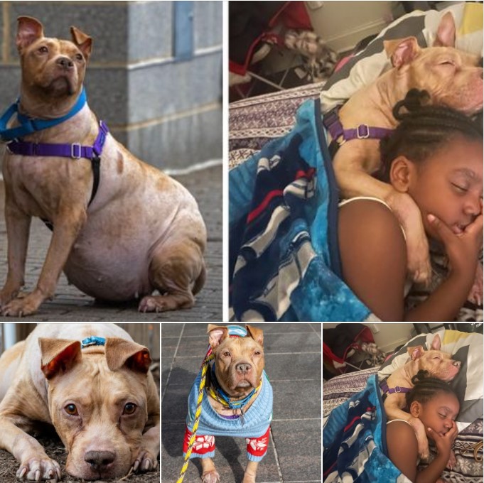 The Homeless Dog And Baby Form An Unlikely Friendship That Amazes The Whole Family