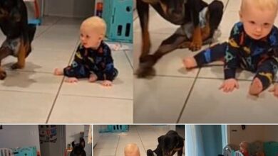 Inspirational Video of Disabled Dog Teaching Baby to Crawl Goes Viral, Melting Hearts with Adorable Display!