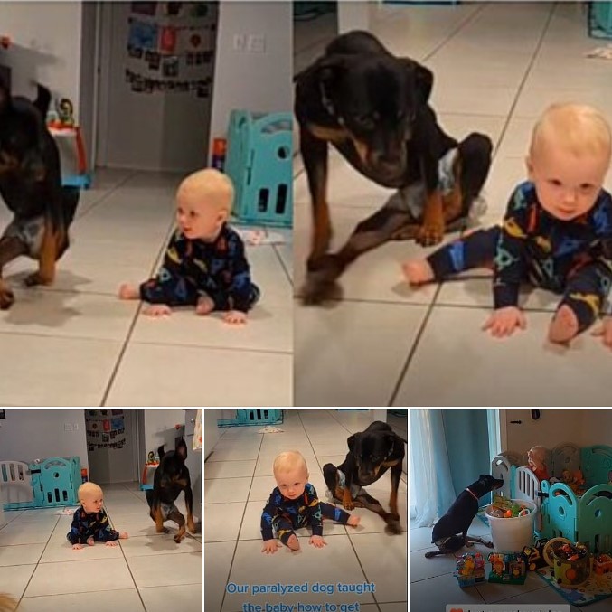 Inspirational Video of Disabled Dog Teaching Baby to Crawl Goes Viral, Melting Hearts with Adorable Display!