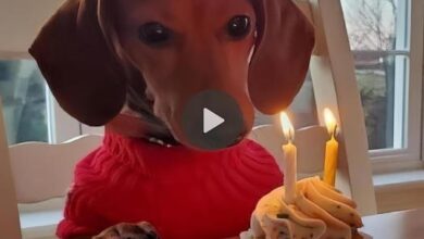 The Dog Burst Into Tears When His Owner Wished Him A Happy Birthday For The First Time