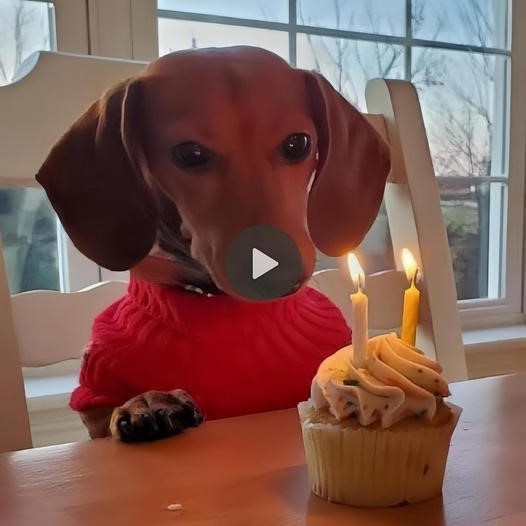 The Dog Burst Into Tears When His Owner Wished Him A Happy Birthday For The First Time