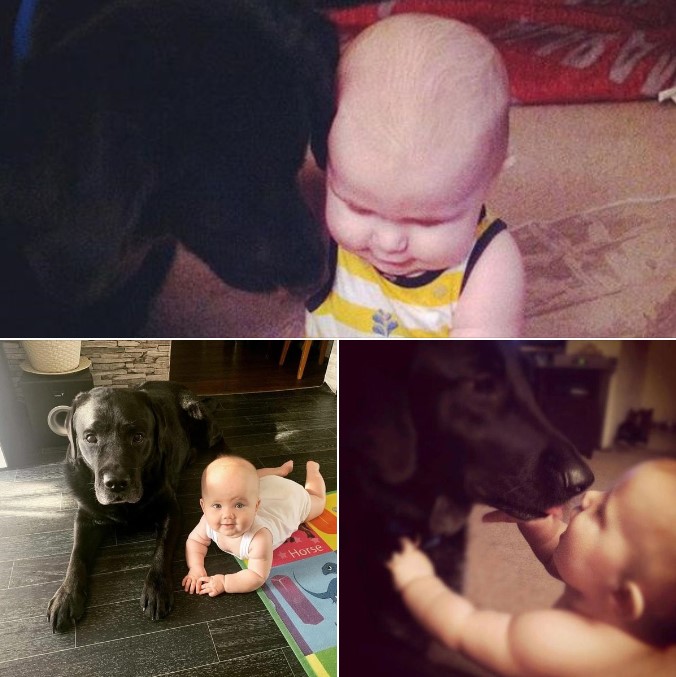 T. Faithful Guardian: Dog’s Unwavering Care and Protection of Baby Earns Admiration from Online Community