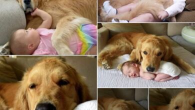 Touching Footage: Intelligent Dog Protects Baby’s Sleep with Tender Cuddles, Melting Hearts.