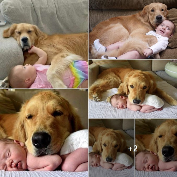 Touching Footage: Intelligent Dog Protects Baby’s Sleep with Tender Cuddles, Melting Hearts.
