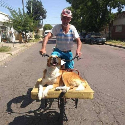 What a gift the quadruped received – the joy displayed by a paralyzed puppy when going for a walk with his master!