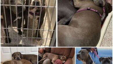 Unwanted Pit Bulls Find Forever Home Together After Clinging for Comfort in Shelter