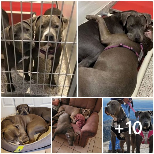 Unwanted Pit Bulls Find Forever Home Together After Clinging for Comfort in Shelter