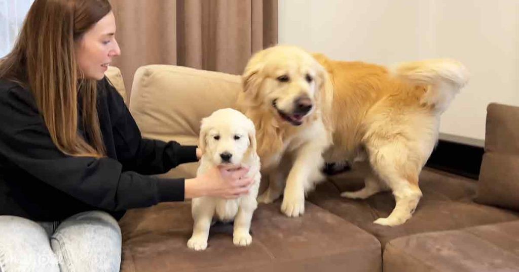 Golden Retriever dog’s joy over newborn baby is contagious in heartwarming video