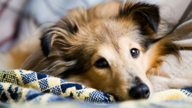 12 Simple Tips For Cleaning Up Dog Hair