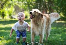 The Relationship Between Pets And Children