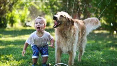 The Relationship Between Pets And Children