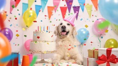 How To Celebrate Your Dog Birthday