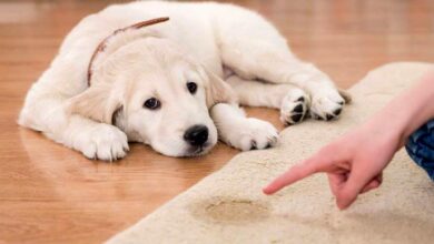 Signs That Your Dog May Be Sick