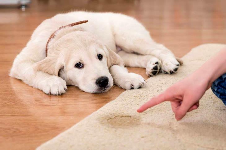 Signs That Your Dog May Be Sick