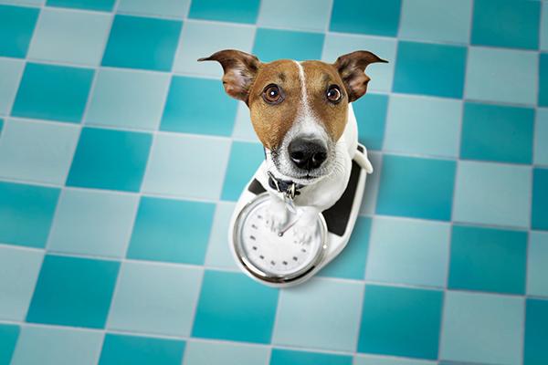 Weight Loss In Dogs: What Causes It And How To Treat?